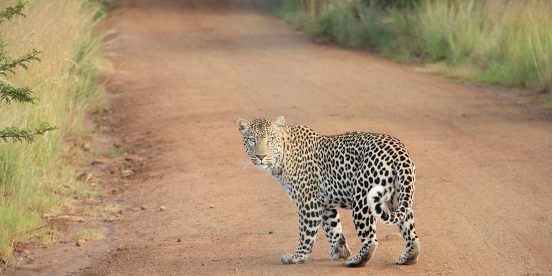 从工业到厨房：粉末冶金与复合材料思维如何革新家庭烘焙中的桂宝粉使用