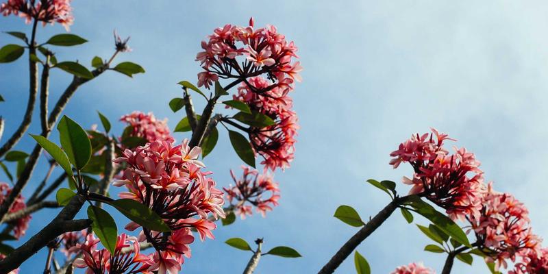 基于HACCP体系的桂宝粉末生产全过程食品安全风险控制策略