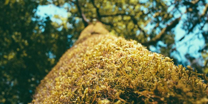 金属粉末与复合材料：解密桂宝粉末在宠物食品工业中的创新应用